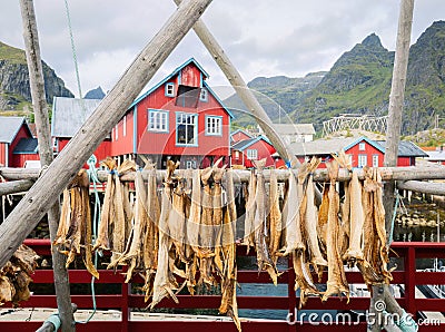 Drying stockfish cod in authentic traditional fishing village with traditional red rorbu houses in summer in Norwegian fjord. Stock Photo