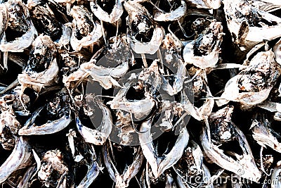 Drying stockfish in lofoten islands Stock Photo