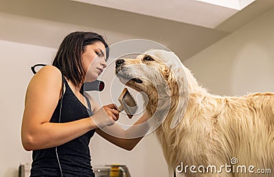 Drying and styling a golden retriever Stock Photo