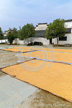 Drying wheat grains on the openair ground Stock Photo