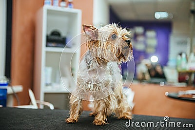 Drying Yorkshire terrier in a professional hairdresser Stock Photo