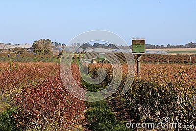 Dryland Blueberry bushes with bee hives for pollination Stock Photo