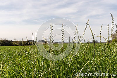 Rice Production Field in Brazil 04 Stock Photo