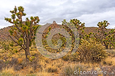 Dryland Vegetation in Front of Desert Rocks Stock Photo