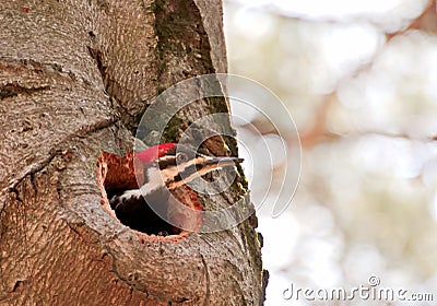 Pileated Woodpecker Peeking From Hole in Tree Stock Photo