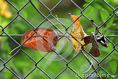 Wire fence with yellow, red and dry leaf Stock Photo