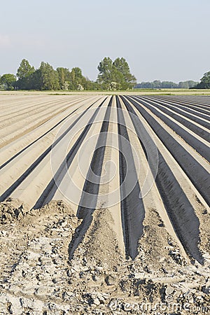 Dead straight furrows in a field Stock Photo