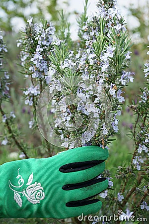 Rosemary shrub in flower Hand wearing gardening glove Stock Photo