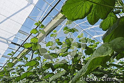 Industrial food production of cucumbers in a greenhouse Stock Photo