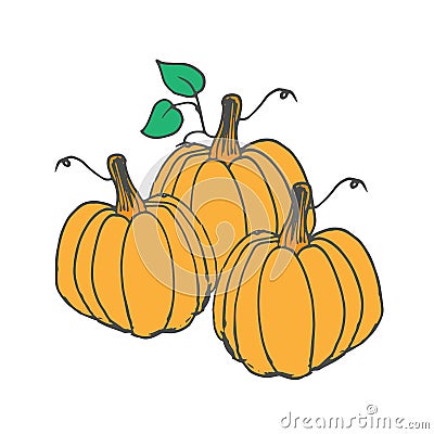 Three pumpkins illustration on white background. large pumpkin icon. hand drawn vector. fresh and seasonal fruit. doodle art for w Vector Illustration