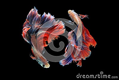 Dual betta fish Stock Photo