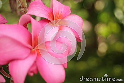 Dual spring blossom Stock Photo