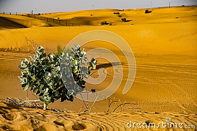 Dubai Arabian Desert Stock Photo