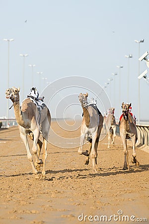 Dubai camel racing club camels racing with radio jockey Stock Photo