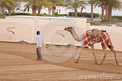 Dubai camel racing club camels taken for warm up walks Editorial Stock Photo