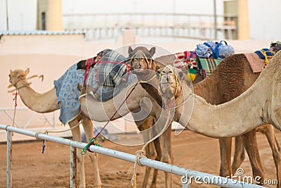 Dubai camel racing club camels waiting to race at sunset Stock Photo