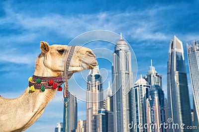 UAE Dubai Marina JBR beach style: camels and skyscrapers. modern buildings business style. uae history and modern Stock Photo