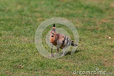 hoopoe colorful migratory bird africa europe Stock Photo