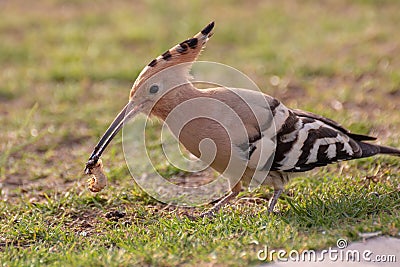 hoopoe colorful migratory bird africa europe Stock Photo