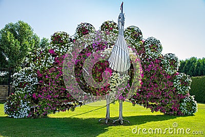 Dubai miracle garden, peacock of flowers with open tail Editorial Stock Photo