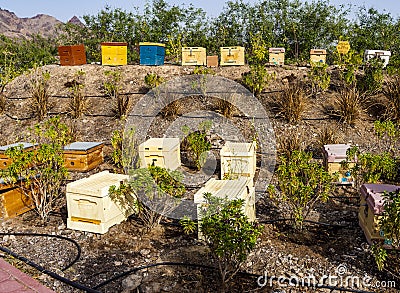 Dubai, UAE - 05.08.2022 - Different types of bee hives in display at Hatta honey bee garden and discovery center. Discovery Stock Photo