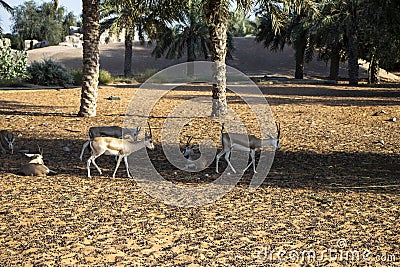 Dubai - UAE, 12.29.2020 Gazelle at Dubai Safari Park zoo. Outdoors Stock Photo