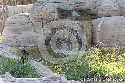 Dubai, United Arab Emirates â€“ January 22, 2021, beautiful Animals in Dubai Safari Park Dubai Zoo Editorial Stock Photo