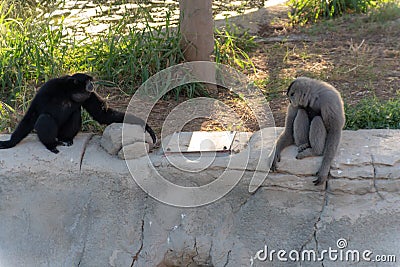 Dubai, United Arab Emirates â€“ January 22, 2021, beautiful Animals in Dubai Safari Park Dubai Zoo Editorial Stock Photo