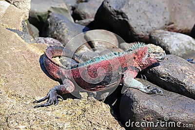 EspaÃ±ola iguanas Christmas Iguanas in Galapagos Stock Photo