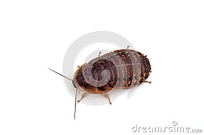 Dubia roach Stock Photo