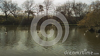 Dublin Park Lake with yellow flowers Stock Photo