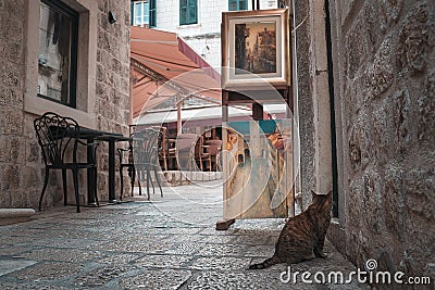 Dubrovnik, Croatia - October 11, 2019: Alley striped cat looking at the paintings at the deserted tourist street of old town Editorial Stock Photo