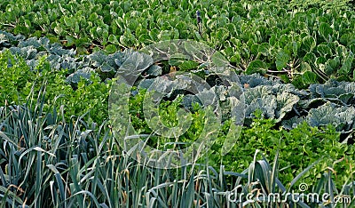 duch agriculture one man farm in amsterdam Stock Photo