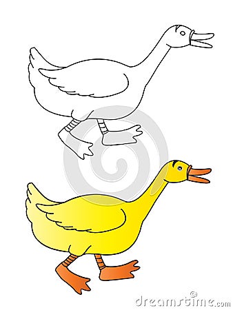 Duck Vector Illustration