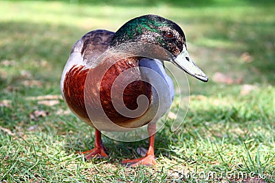 A duck Stock Photo