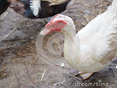 Duck Anatidae animal have body hair color mouth is flat and has a red crest Stock Photo