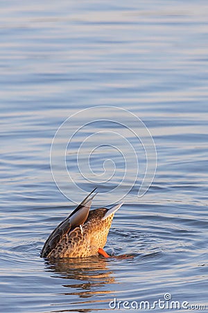 A duck (anatidae) swimming and diving into the water Stock Photo