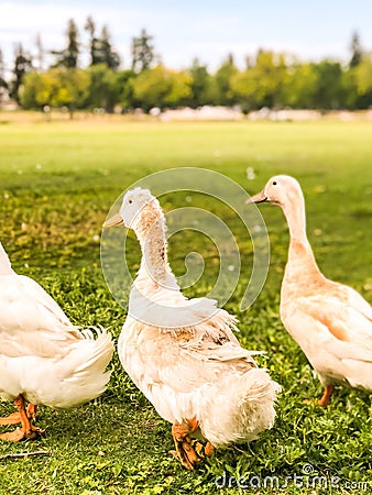 Cool Haircut Duck in the Park Stock Photo