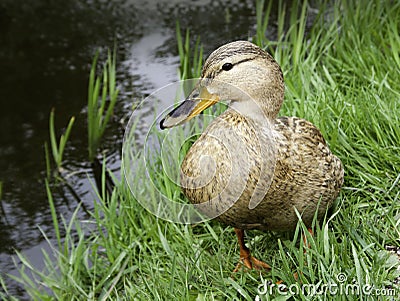 Duck on the bank of pond Stock Photo