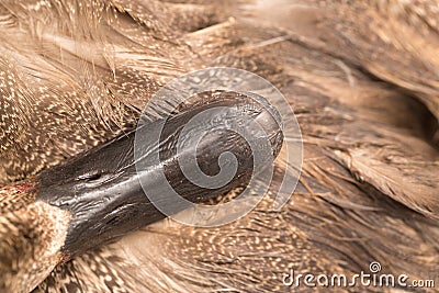 Duck beak. macro Stock Photo