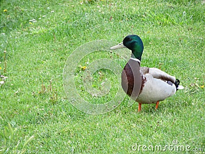 Duck bird colors animal feathers peak swim Stock Photo