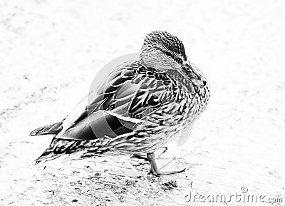 Duck bird fowl nature fauna wildlife plumage black and white photography Stock Photo