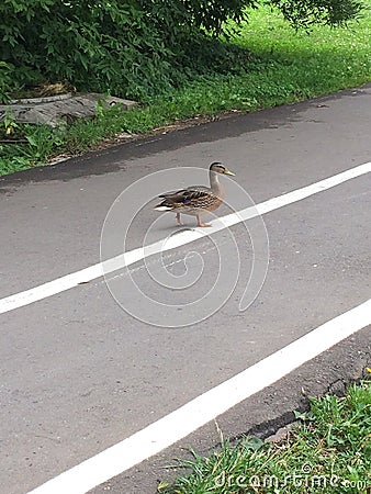 Duck crossing asphalt road velocipede lane Stock Photo