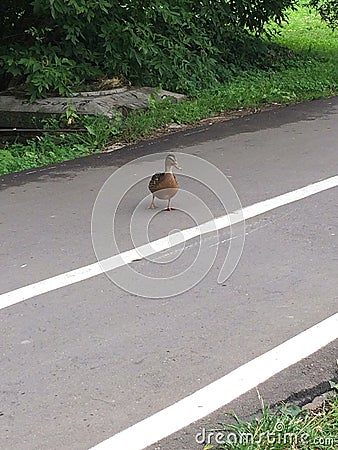 Duck crossing asphalt road velocipede lane Stock Photo