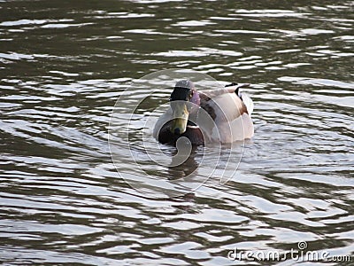 Duck bird swim river colors water feathers Stock Photo