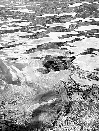 Duck black and white animal swimming on water Stock Photo