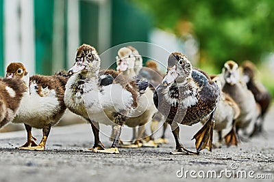 Duck brood Stock Photo