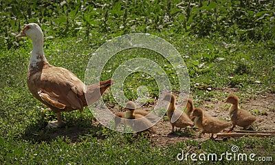 Duck with a brood of ducklings close-up on a summer sunny day, unrecognized place Stock Photo