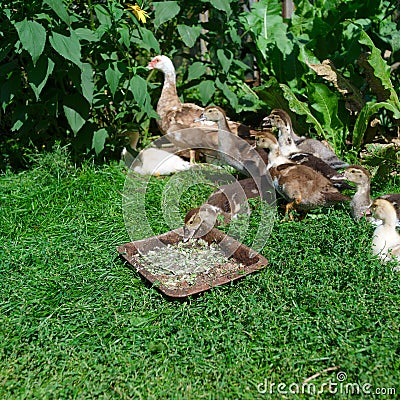 Duck brood eating Stock Photo