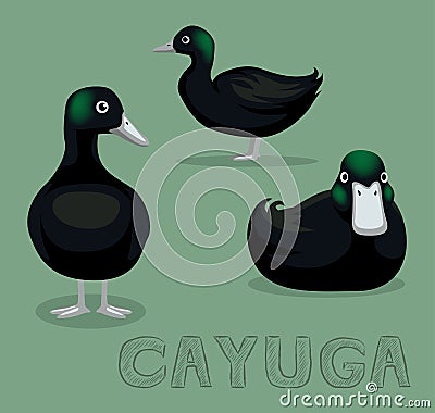 Duck Cayuga Cartoon Vector Illustration Vector Illustration